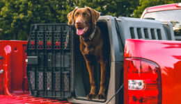 Chocolate labrador dog standing in its crate in the bed of a red pickup truck.