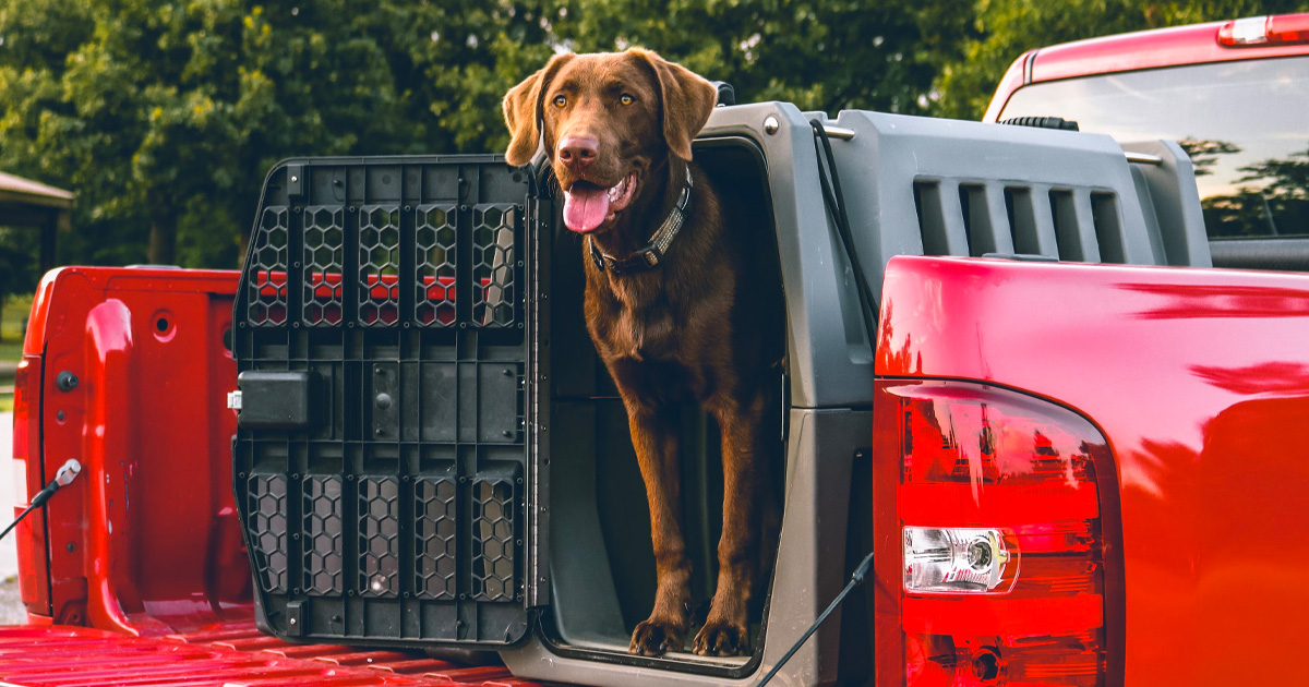 Chocolate labrador dog standing in its crate in the bed of a red pickup truck.